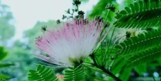 佳节团圆笑哈哈打一花名，原来答案是合欢花！
