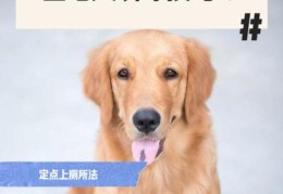 金毛犬训练必备口令 让狗狗快速学会指令