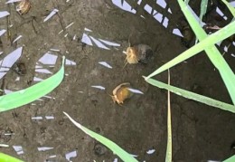 吃田螺变绿是怎么回事 真相让人大吃一惊