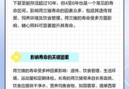 黑豚鼠寿命有多长如何延长它的寿命
