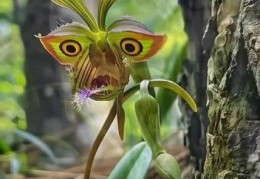 穿金戴银戴兰花是什么动物？它的美丽让你惊叹！