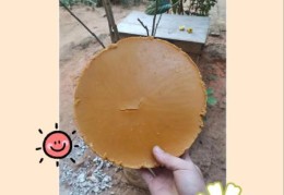 制造蜂蜡的是哪种蜜蜂 蜂群中的小工匠揭秘