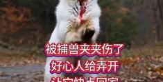 感物伤怀打一动物是啥？这个动物很有故事！
