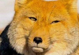 苟延残喘打一最佳动物是啥？这个答案太惊艳！