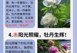 国色天香的意思到底是什么？原来和花有关！