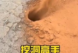 “掘地三尺是什么动物”的秘密：深度解析挖洞高手！