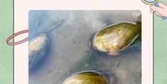 河蚌怎么做好吃 教你三种家常做法简单又美味