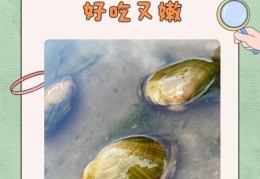 河蚌怎么做好吃 教你三种家常做法简单又美味