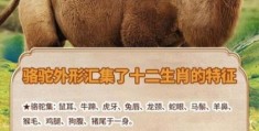 天下一家解什么动物 答案就在这些生肖特征里