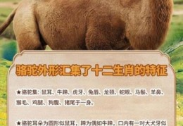 天下一家解什么动物 答案就在这些生肖特征里