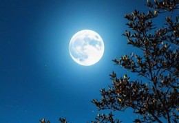 月光溢灑是猜一生肖，想知道正确答案吗？