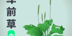 驴耳和肉莲花是什么东西原来还有这些神奇功效