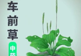 驴耳和肉莲花是什么东西原来还有这些神奇功效
