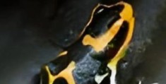 箭毒蛙的天敌大揭秘这些动物百毒不侵