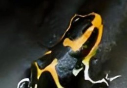 箭毒蛙的天敌大揭秘这些动物百毒不侵