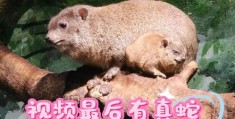 筑岩钓渭打一动物是什么？答案让你意想不到！