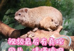 筑岩钓渭打一动物是什么？答案让你意想不到！