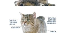 短尾猫的特点有哪些 揭秘它的独特习性