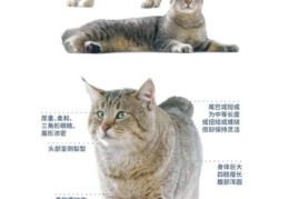 短尾猫的特点有哪些 揭秘它的独特习性