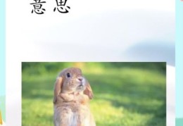 想知道兔起凫举的意思？看这里就能明白！