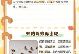 家里有蚂蚁窝怎么办 专家推荐的灭蚁最佳方案