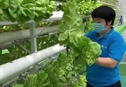 无土栽培有机蔬菜为什么比传统种植更健康