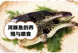 信及豚鱼是什么意思？典故来源一次说清楚！