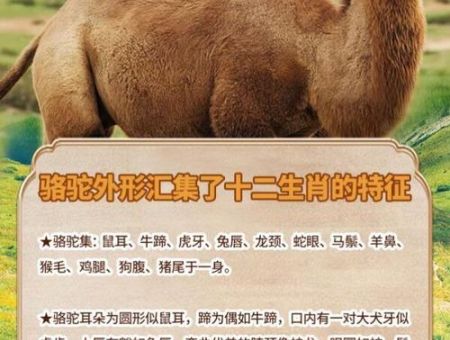 天下一家解什么动物 答案就在这些生肖特征里