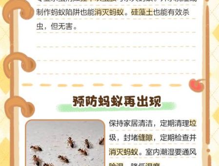 家里有蚂蚁窝怎么办 专家推荐的灭蚁最佳方案