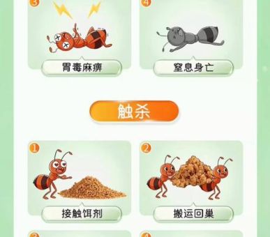 家里有蚂蚁窝怎么办 专家推荐的灭蚁最佳方案