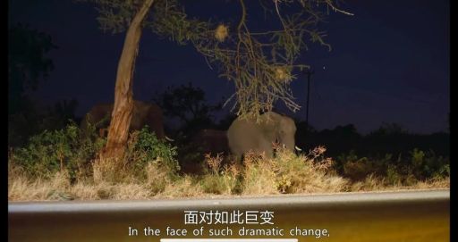 象群的首领是什么大象家族如何选择领导者