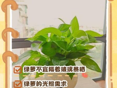 隔着玻璃晒太阳和直接晒的科学解释