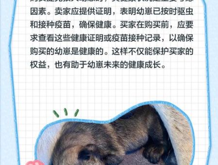 小狼狗是什么意思为什么这么受欢迎