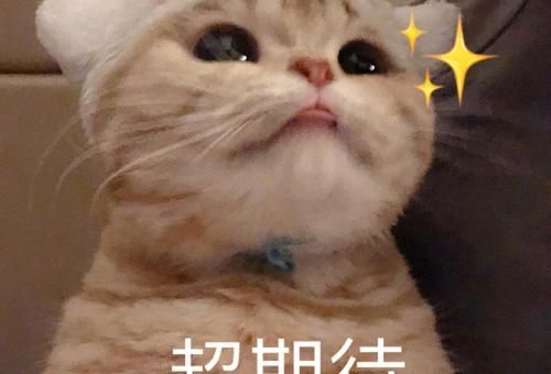 康忙北鼻是什么意思搞笑梗背后的真实含义