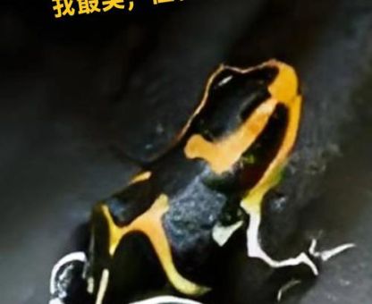 箭毒蛙的天敌大揭秘这些动物百毒不侵