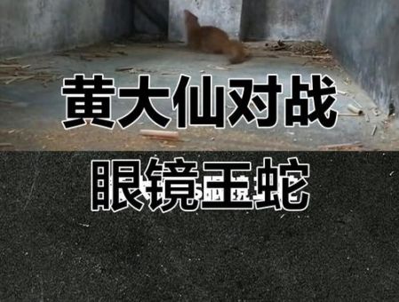 眼镜王蛇的天敌在哪里 野外遇到它们毒蛇也怕