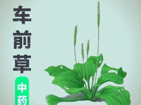 驴耳和肉莲花是什么东西原来还有这些神奇功效