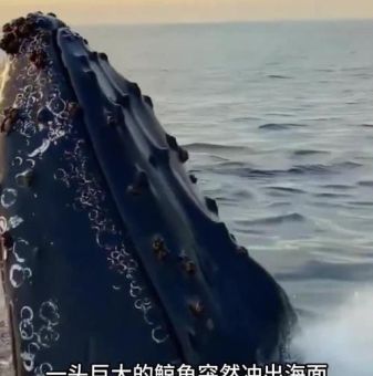 一头鲸有多重 蓝鲸与其他鲸类的体重差异有多大