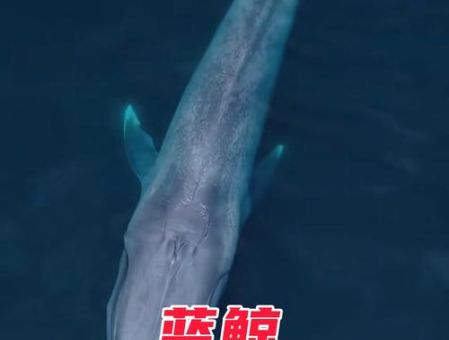 一头鲸有多重 蓝鲸与其他鲸类的体重差异有多大