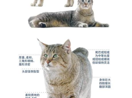 短尾猫的特点有哪些 揭秘它的独特习性