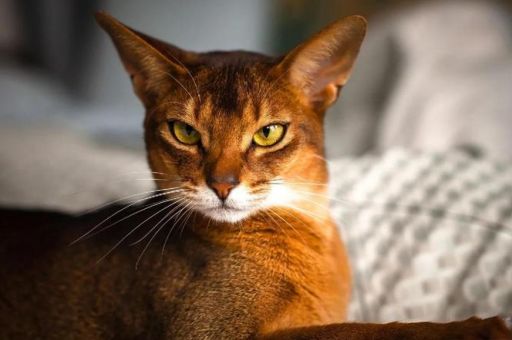 短尾猫的特点有哪些 揭秘它的独特习性