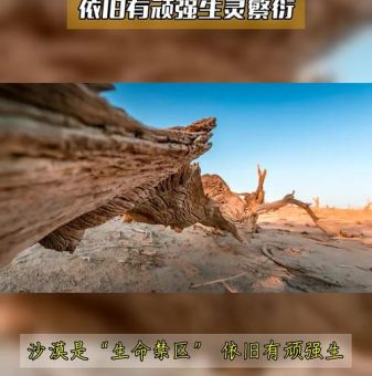 死亡沙漠是指哪个沙漠 为什么这里被称为生命禁区