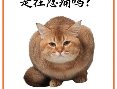 家里蹲是什么意思如何判断自己是不是家里蹲