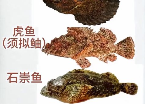 黄夫鱼是什么鱼 黄夫鱼的营养价值和做法介绍