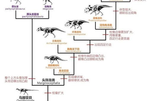 古达克幼龙能长多大 成长阶段全解析