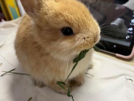 暗月兔和普通兔子区别 暗月兔有哪些独特特征