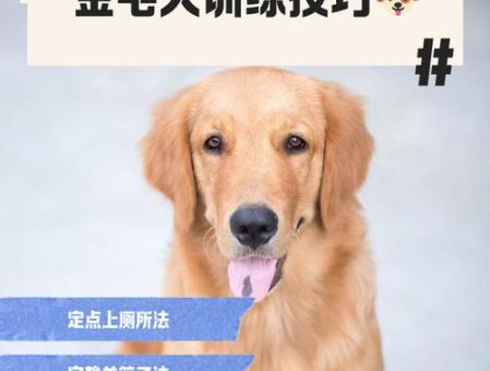 金毛犬训练必备口令 让狗狗快速学会指令
