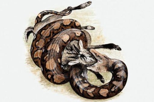 十大已灭绝的蛇类排行榜 恐龙时代的蛇长什么样
