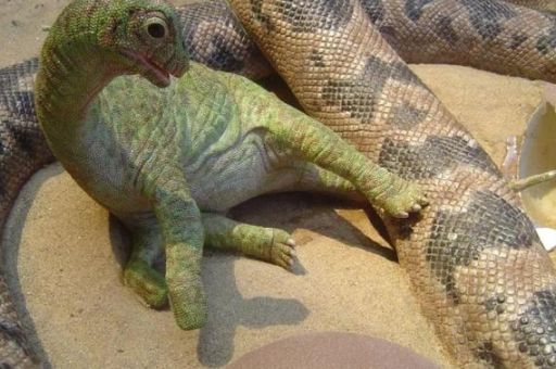 十大已灭绝的蛇类排行榜 恐龙时代的蛇长什么样