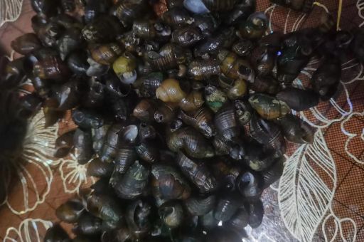 吃田螺变绿是怎么回事 真相让人大吃一惊